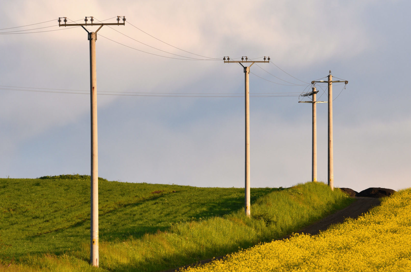 Electricity poles in an agricultural field
